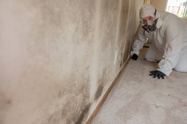 Best Asbestos and Lead Testing During Mold Inspection  in Jonesville, LA